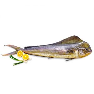 Whole Mahi Mahi (cut) - frozen / kg – Shorelinez