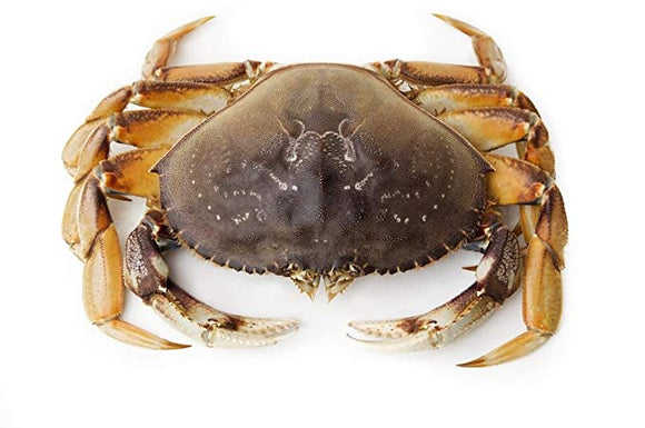 Live Dungeness crab