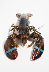 LOBSTER LIVE MAINE SIZE-1.25 (LB)