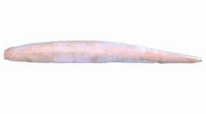 King Fish Loin (skin on) - frozen /kg