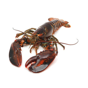 LOBSTER LIVE MAINE SIZE-1.5 (LB)